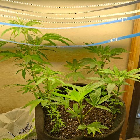 Amnésia haze growlog timeline photo