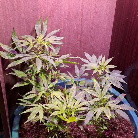 Amnésia haze growlog timeline photo