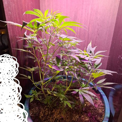 Amnésia haze growlog timeline photo