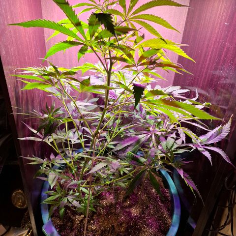 Amnésia haze growlog timeline photo