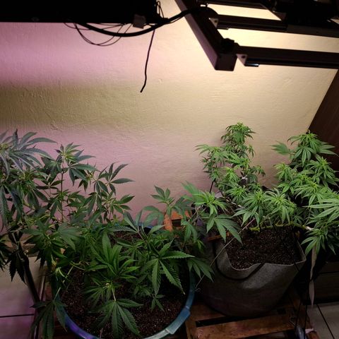 Amnésia haze growlog timeline photo