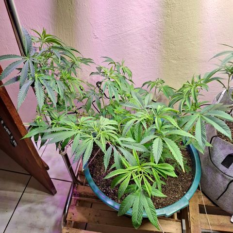Amnésia haze growlog timeline photo