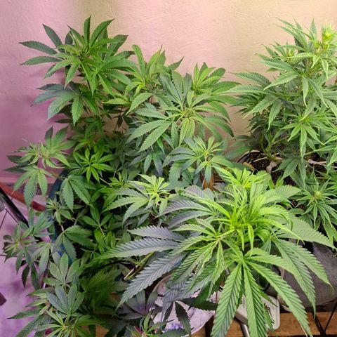 Amnésia haze growlog timeline photo