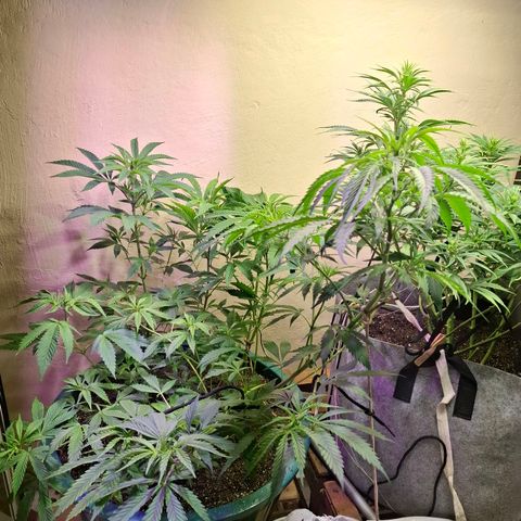 Amnésia haze growlog timeline photo