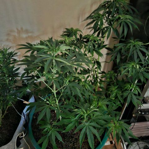 Amnésia haze growlog timeline photo