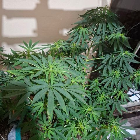 Amnésia haze growlog timeline photo