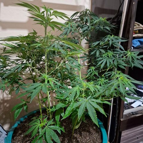 Amnésia haze growlog timeline photo