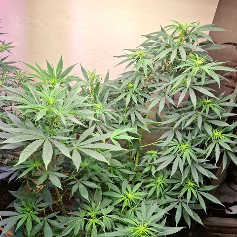Amnésia haze growlog timeline photo