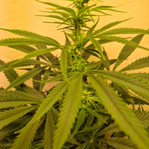 Amnésia haze growlog timeline photo