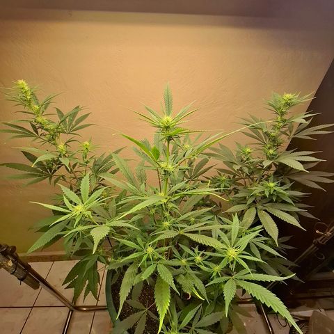 Amnésia haze growlog timeline photo