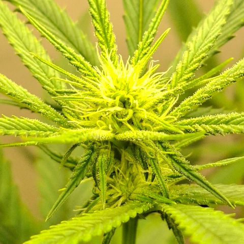 Amnésia haze growlog timeline photo