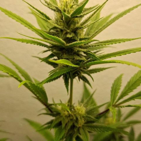 Amnésia haze growlog timeline photo