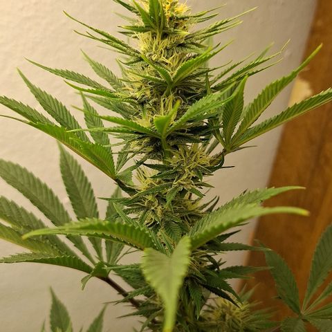 Amnésia haze growlog timeline photo