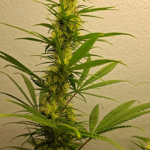 Amnésia haze growlog timeline photo