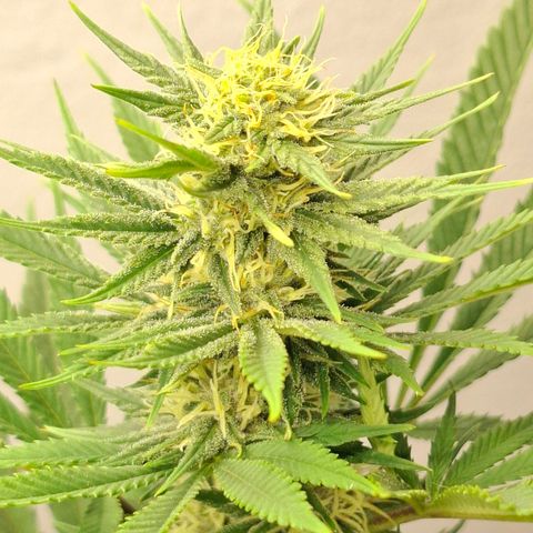 Amnésia haze growlog timeline photo