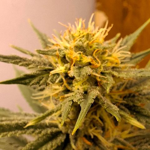 Amnésia haze growlog timeline photo