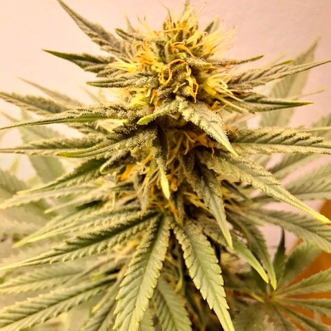 Amnésia haze growlog timeline photo