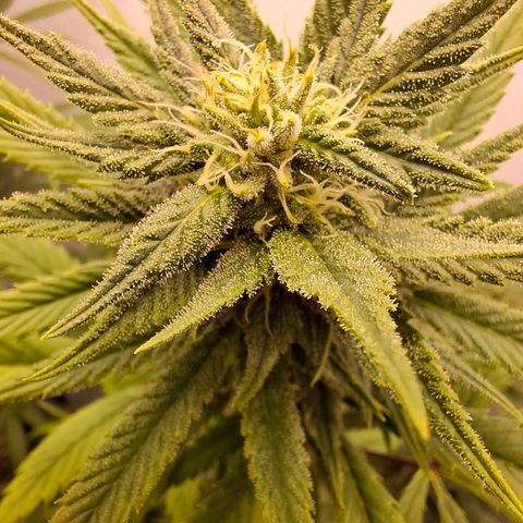 Amnésia haze growlog timeline photo