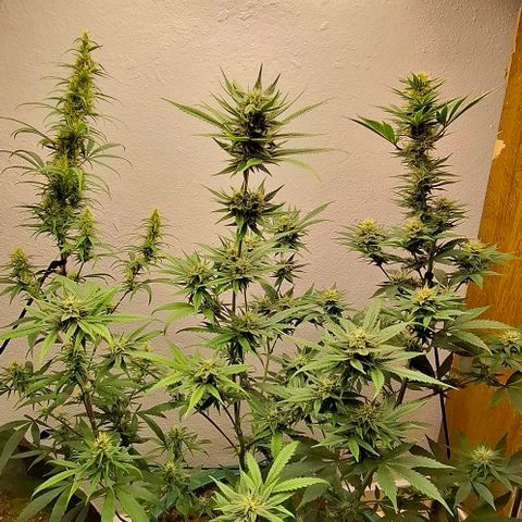 Amnésia haze growlog timeline photo
