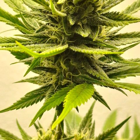 Amnésia haze growlog timeline photo