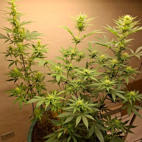 Amnésia haze growlog timeline photo