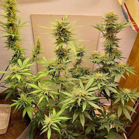 Amnésia haze growlog timeline photo