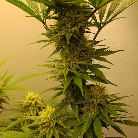 Amnésia haze growlog timeline photo