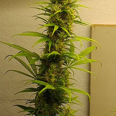 Amnésia haze growlog timeline photo