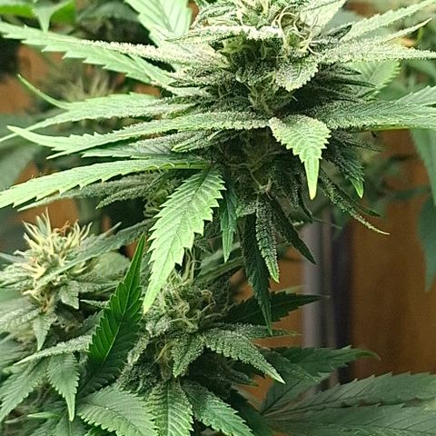 Amnésia haze growlog timeline photo