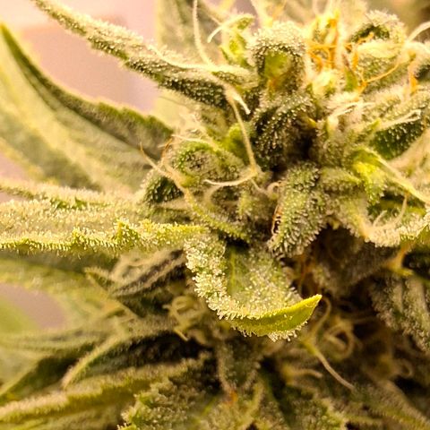 Amnésia haze growlog timeline photo