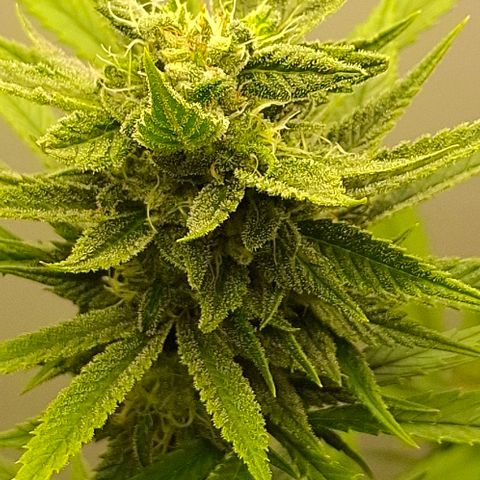 Amnésia haze growlog timeline photo