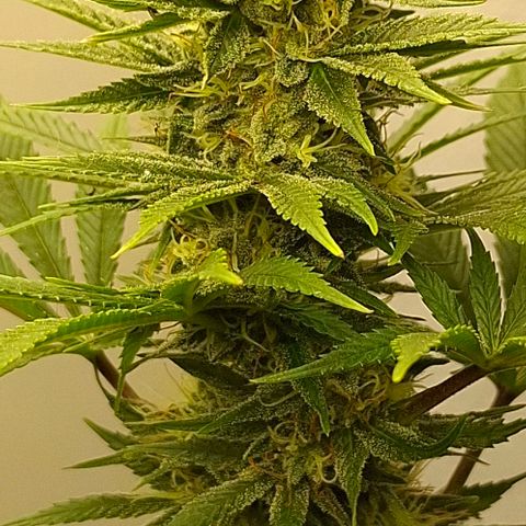 Amnésia haze growlog timeline photo