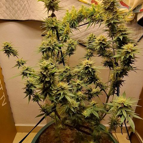 Amnésia haze growlog timeline photo