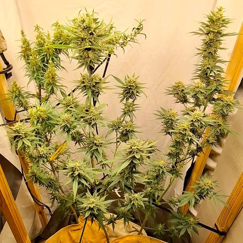 Amnésia haze growlog timeline photo