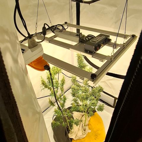 Amnésia haze growlog timeline photo