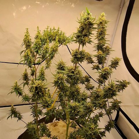Amnésia haze growlog timeline photo