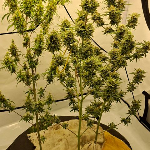 Amnésia haze growlog timeline photo