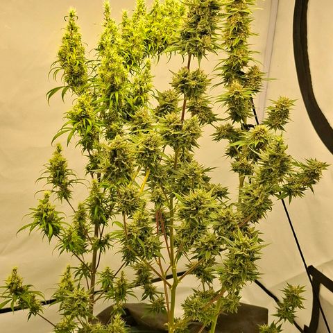 Amnésia haze growlog timeline photo