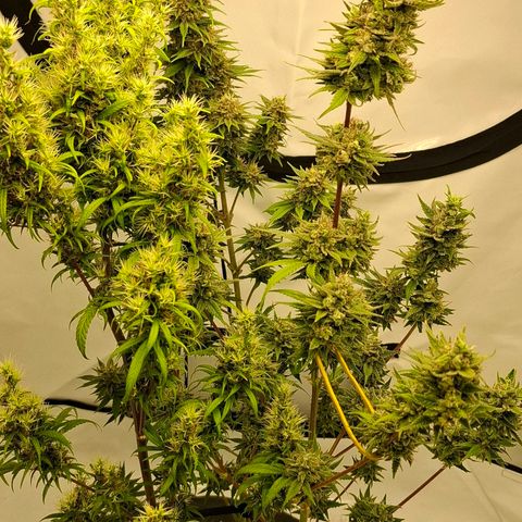 Amnésia haze growlog timeline photo