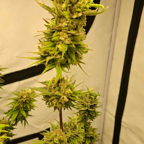 Amnésia haze growlog timeline photo