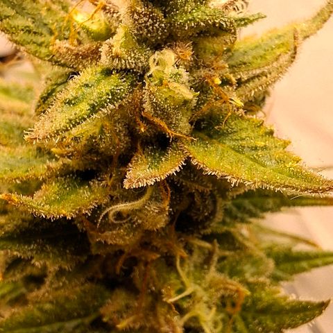 Amnésia haze growlog timeline photo