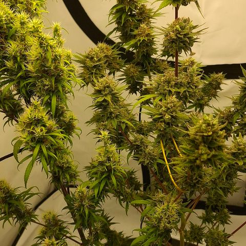 Amnésia haze growlog timeline photo