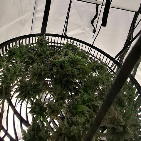 Amnésia haze growlog timeline photo