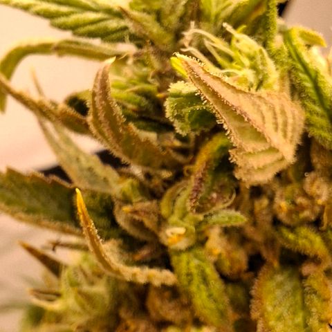 Amnésia haze growlog timeline photo