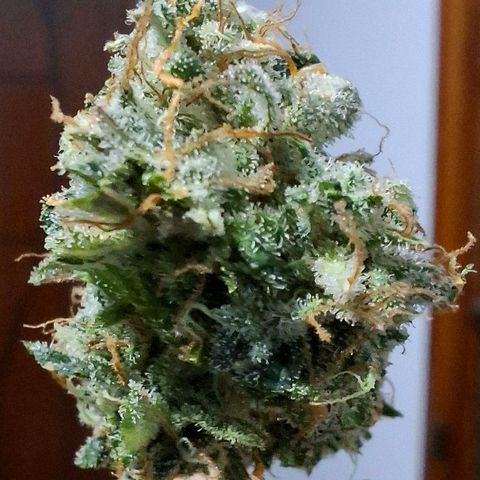 Amnésia haze growlog timeline photo