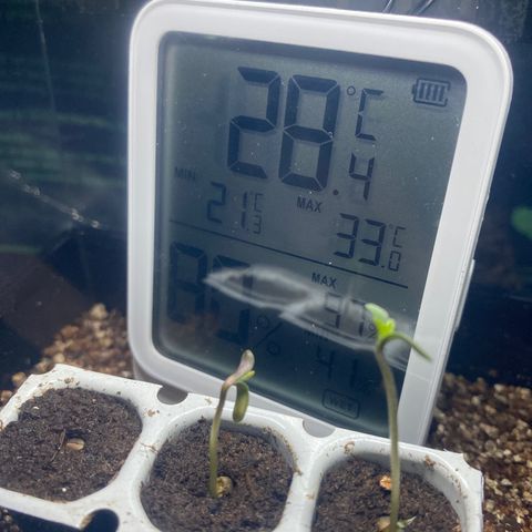 Purple Amnesia Haze growlog photo: 2 komplett gekeimt 