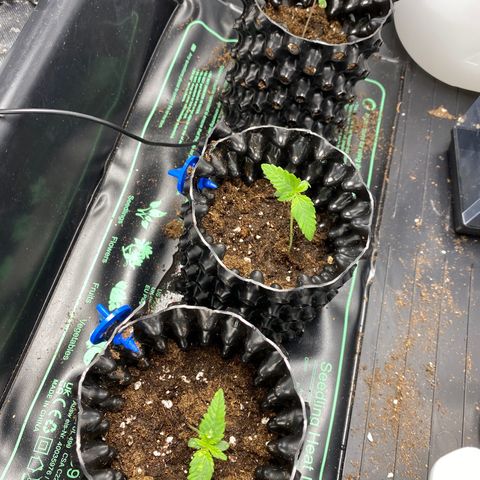 Purple Amnesia Haze growlog photo: Mittlere war zur seite gebogen und alle ein wenig mi erde getützt