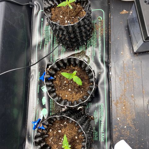 Purple Amnesia Haze growlog photo: Mittlere war zur seite gebogen und alle ein wenig mi erde getützt