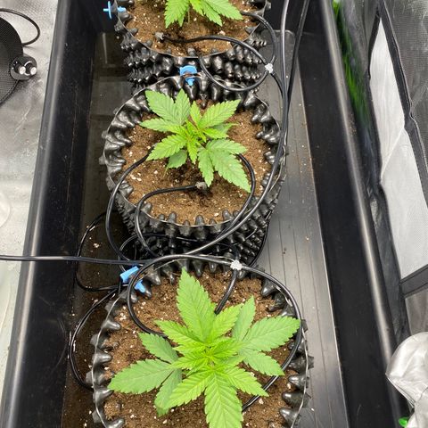 Purple Amnesia Haze growlog timeline photo