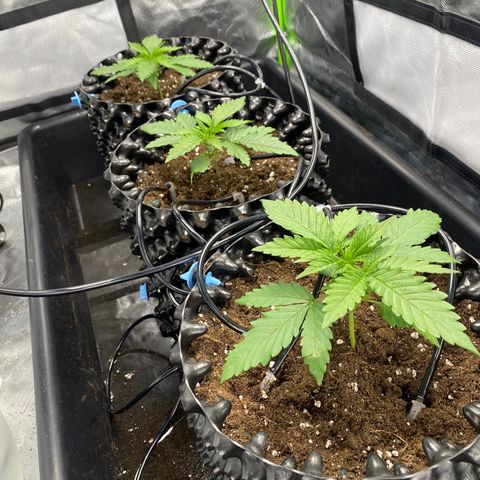 Purple Amnesia Haze growlog timeline photo